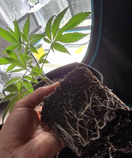 Ice Cream Cake - SeedJunkyGenetics. Week 4