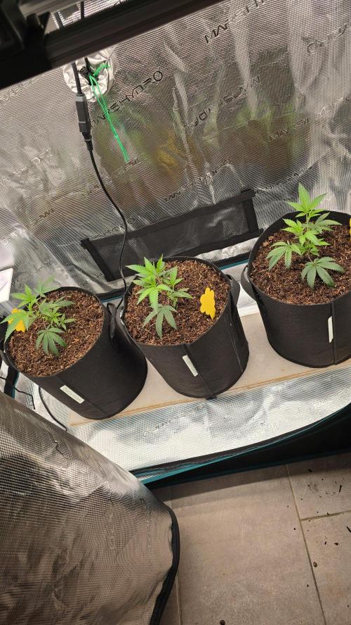 Ice Cream Cake - SeedJunkyGenetics. Week 4
