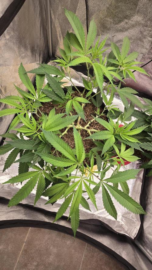 Oreoz. Week 8