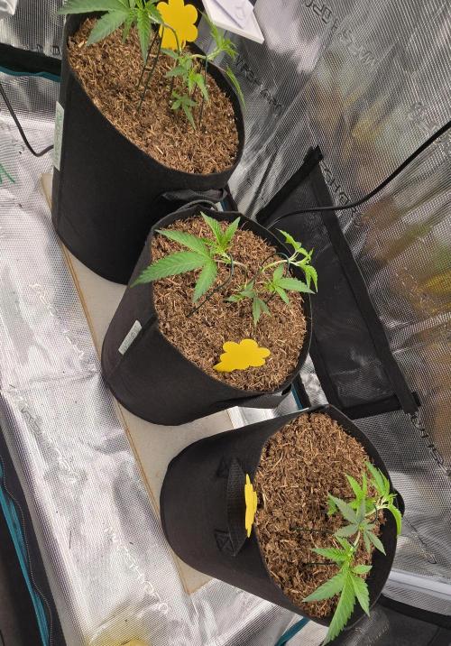 Ice Cream Cake - SeedJunkyGenetics. Week 4