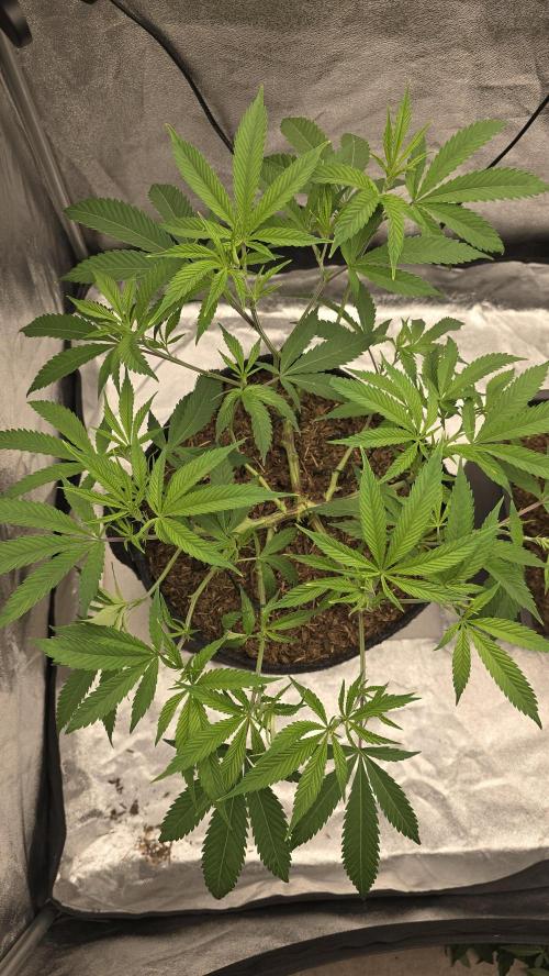 Oreoz Steckling. Week 9