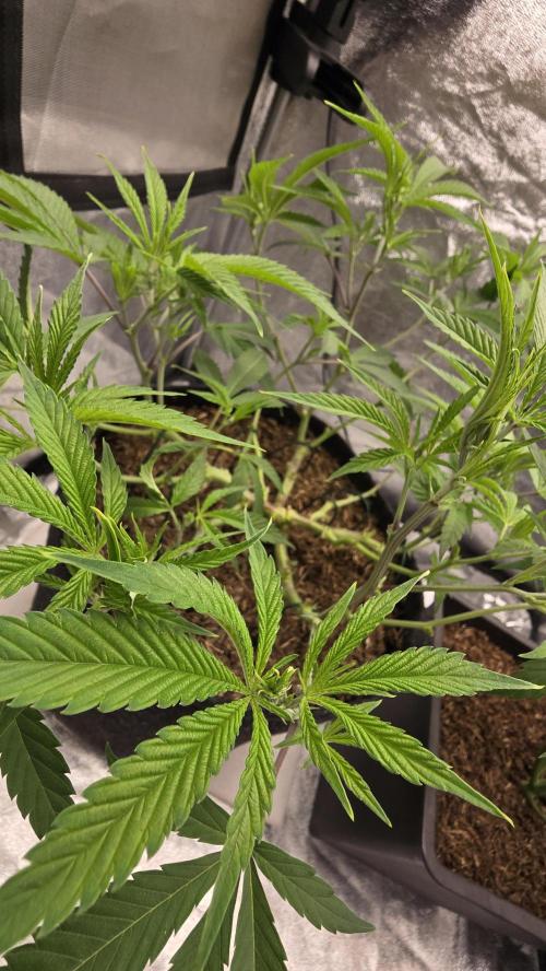 Oreoz Steckling. Week 9