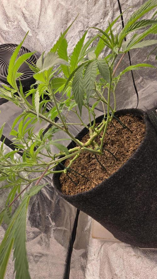 Oreoz. Week 9