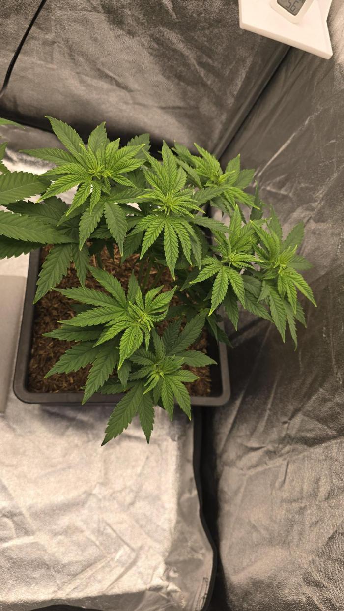 Lockdown Kush. Week 7