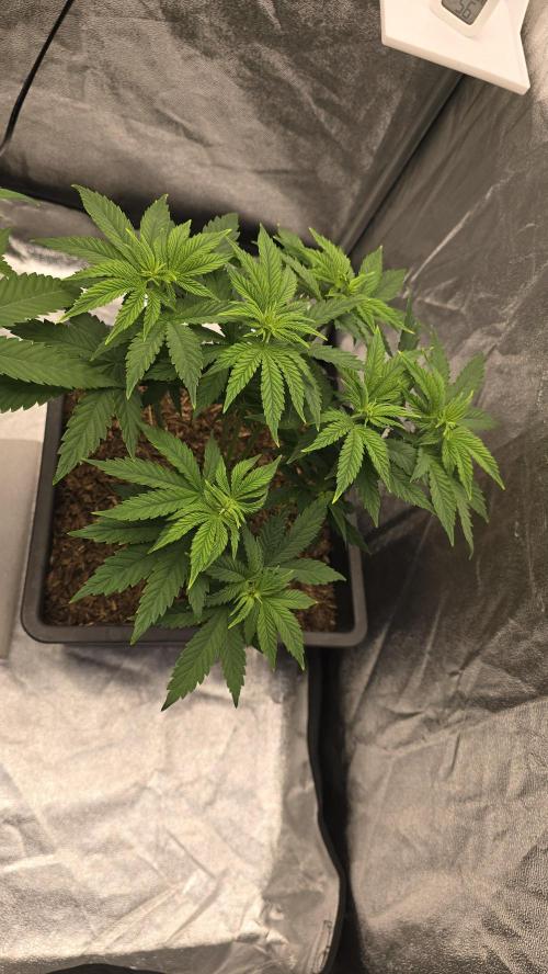 Lockdown Kush. Week 7
