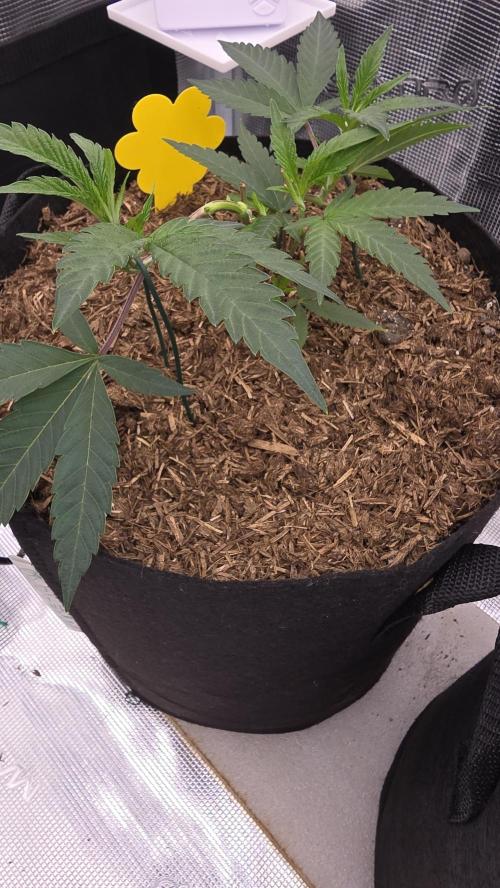 Grow Tent 120x60x180cm (4'x2'x6'). Week 5