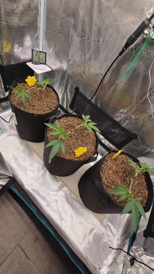 Ice Cream Cake - SeedJunkyGenetics. Week 5