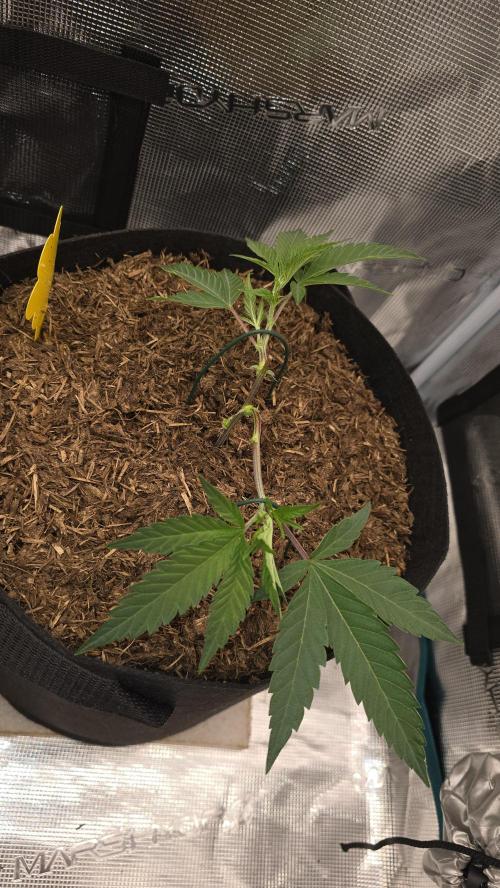 Ice Cream Cake - SeedJunkyGenetics. Week 5