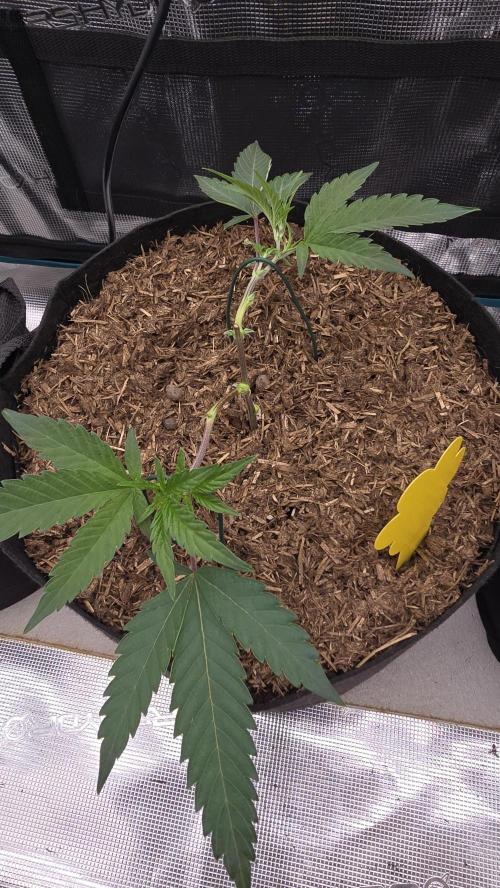 Ice Cream Cake - SeedJunkyGenetics. Week 5