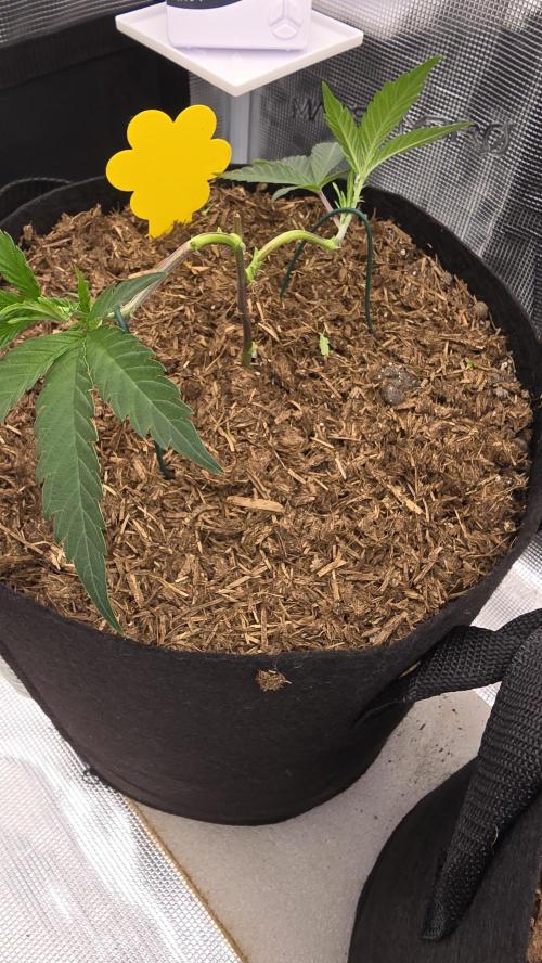 Ice Cream Cake - SeedJunkyGenetics. Week 5