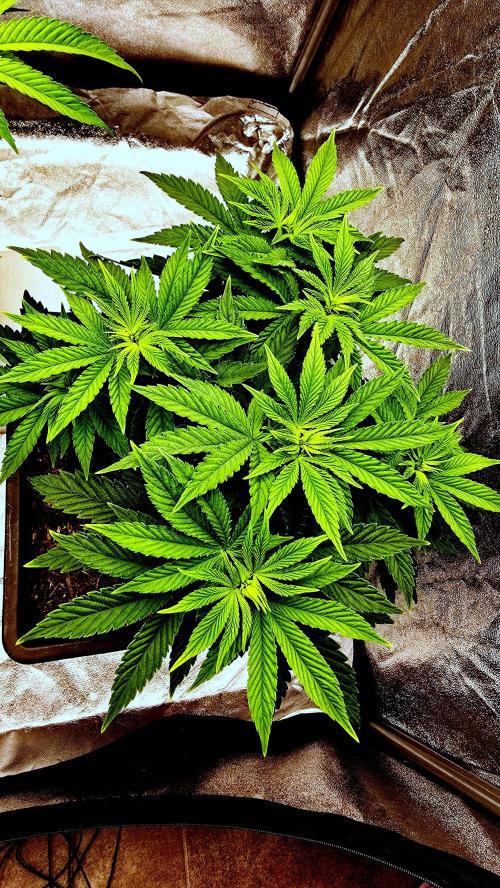Lockdown Kush. Week 8