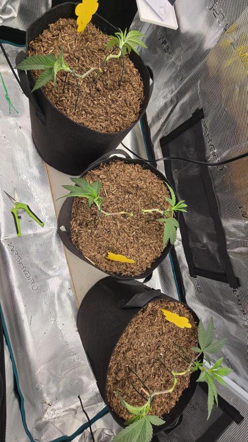 Ice Cream Cake - SeedJunkyGenetics. Week 5