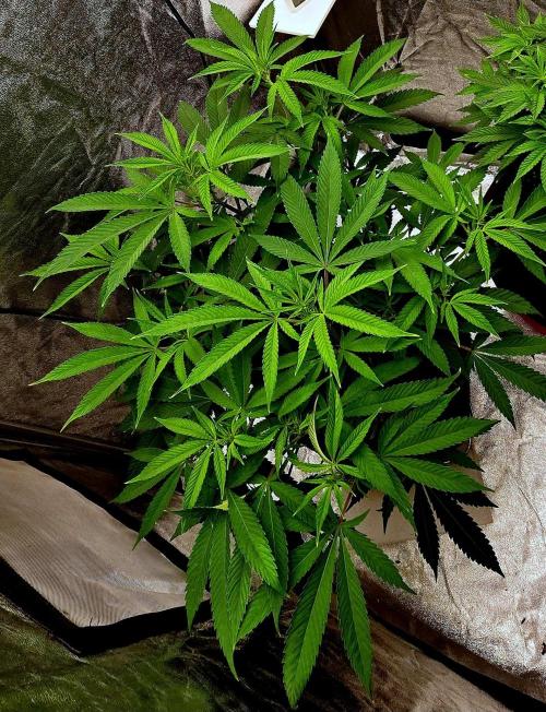 Oreoz. Week 10