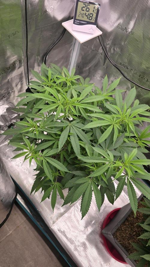 Oreoz. Week 10