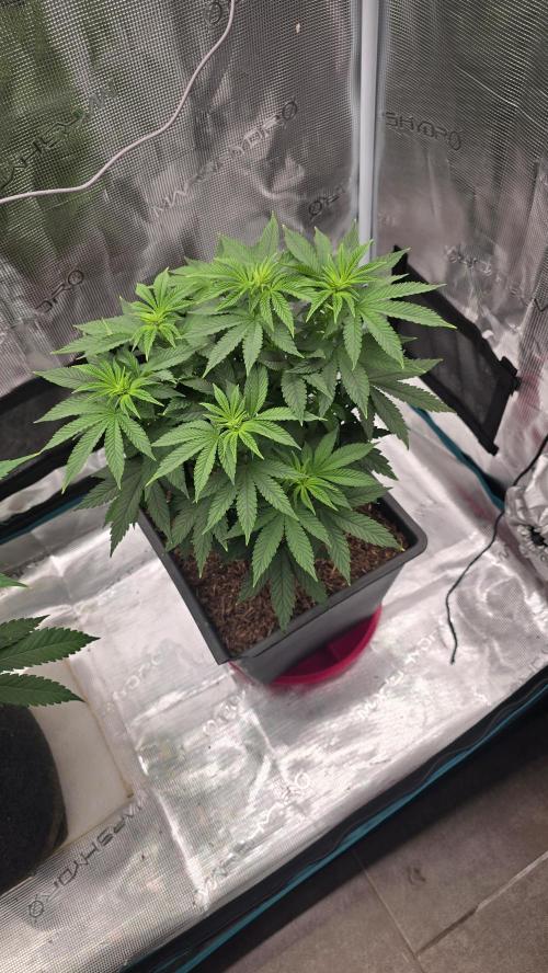Lockdown Kush. Week 8