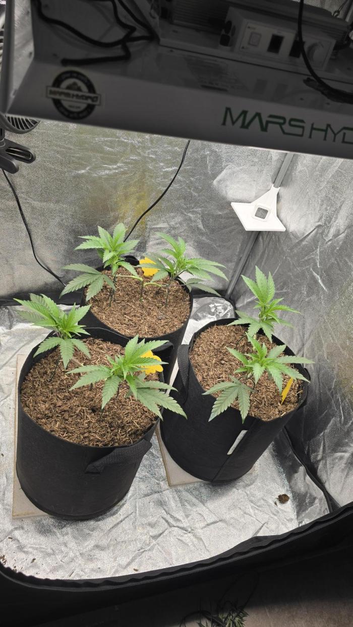 Ice Cream Cake - SeedJunkyGenetics. Week 6
