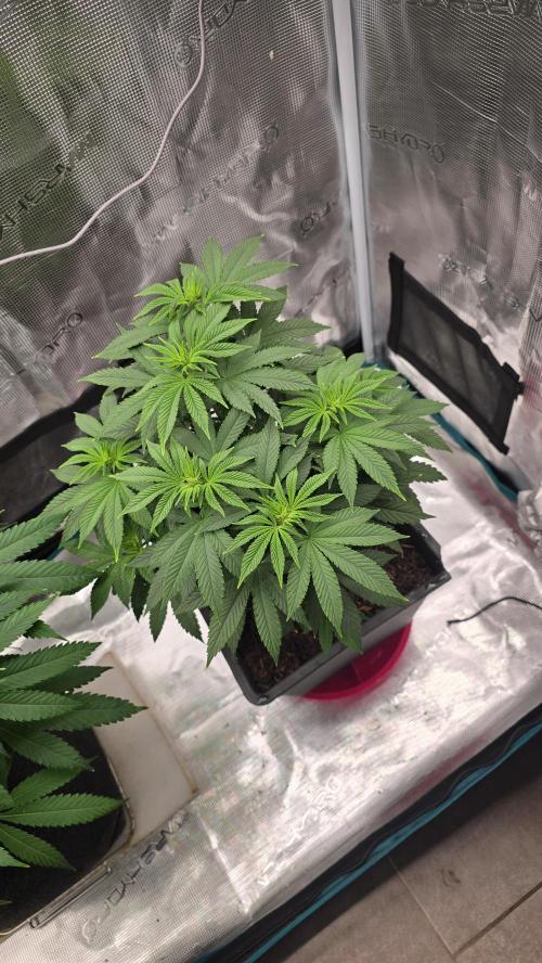 Lockdown Kush. Week 8