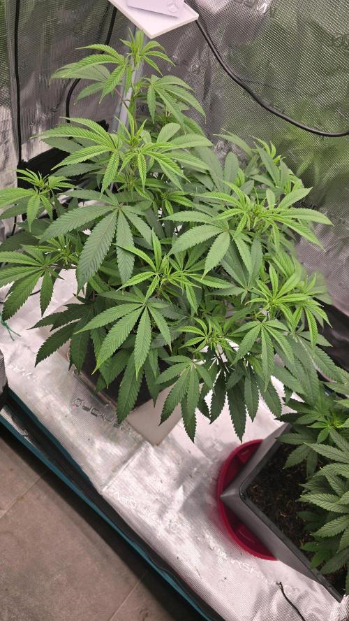 Oreoz. Week 10