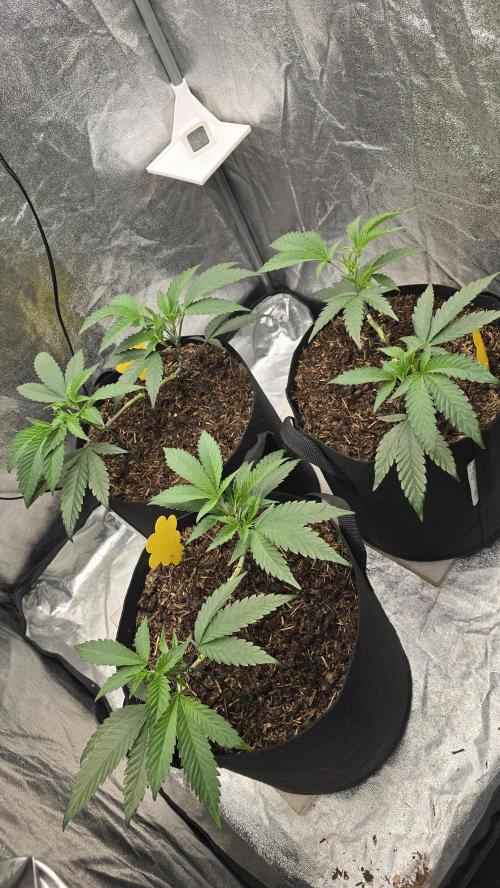Grow Tent 120x60x180cm (4'x2'x6'). Week 6