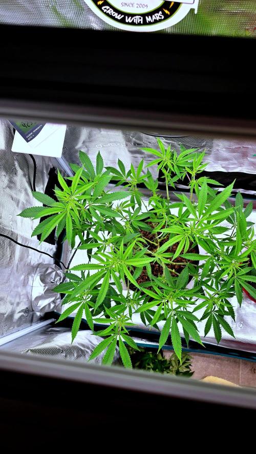 Oreoz. Week 10