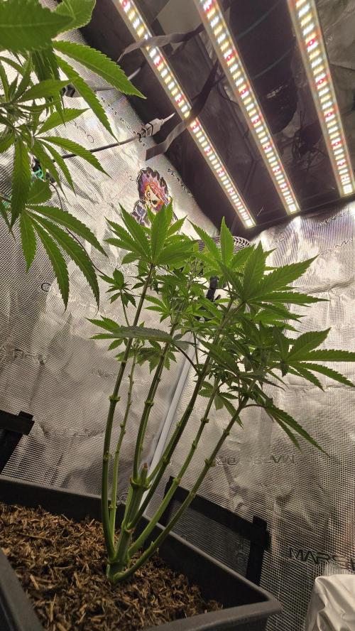 Lockdown Kush. Week 8
