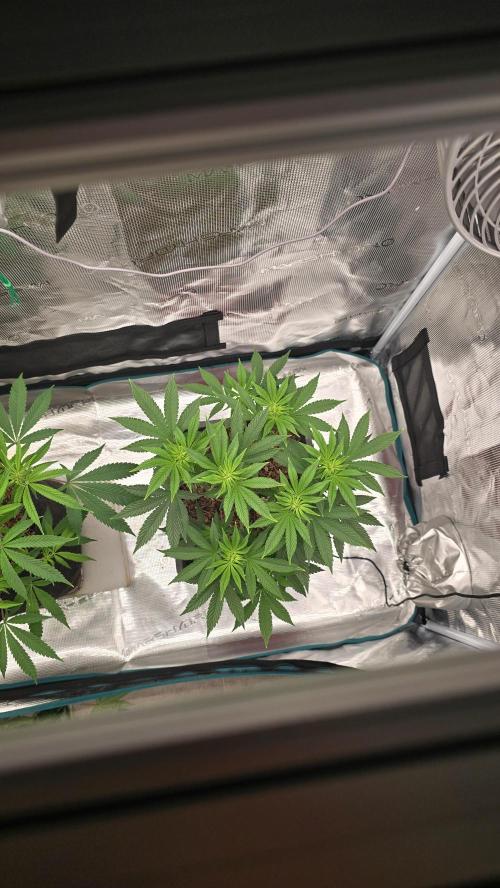 Lockdown Kush. Week 8