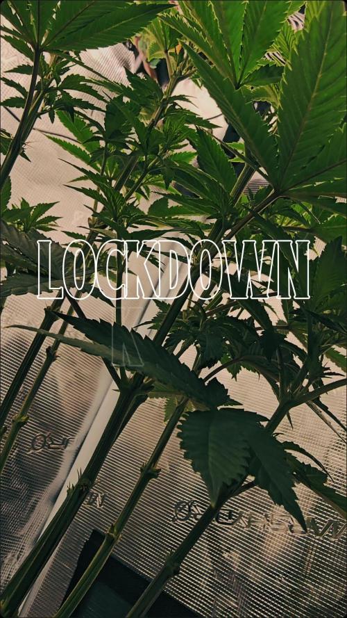 Lockdown Kush