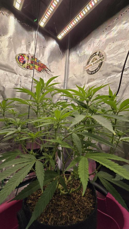 Oreoz Steckling. Week 11