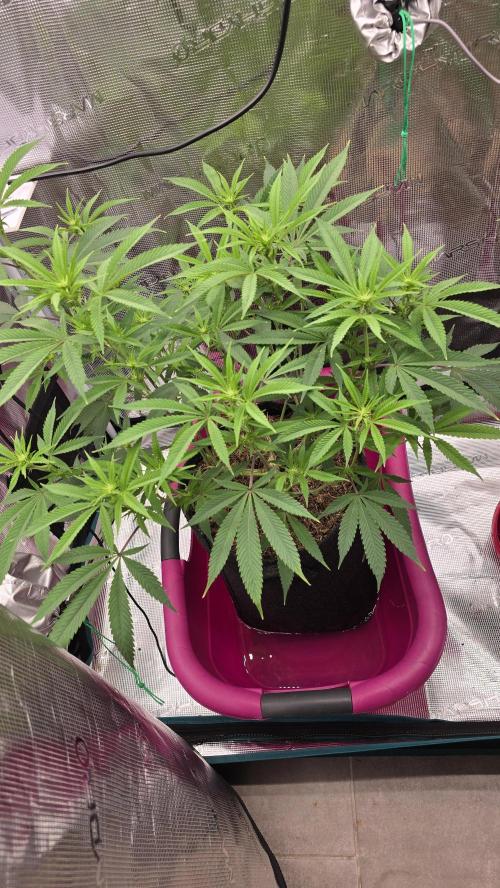 Oreoz. Week 11