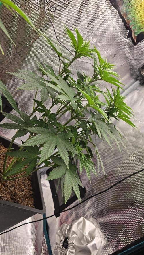 Lockdown Kush. Week 9