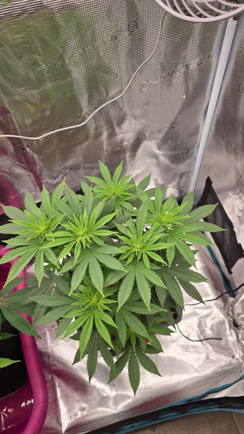 Lockdown Kush. Week 9