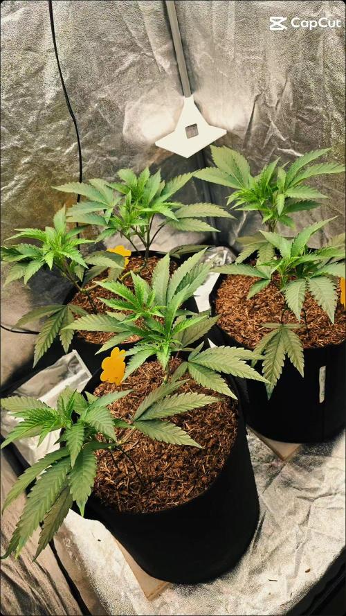 Ice Cream Cake - SeedJunkyGenetics