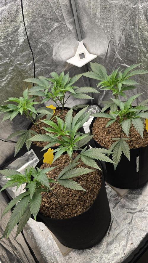 Ice Cream Cake - SeedJunkyGenetics. Week 7