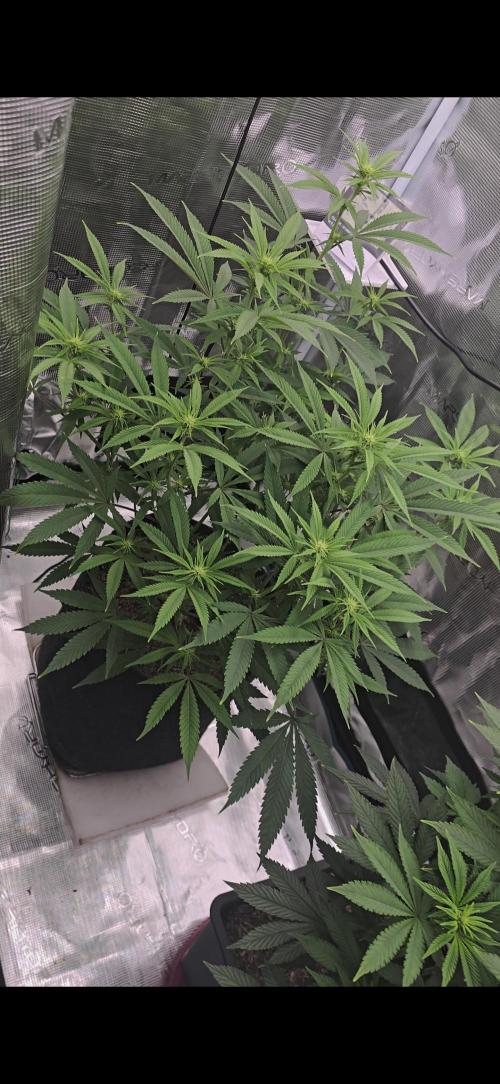 Oreoz. Week 11