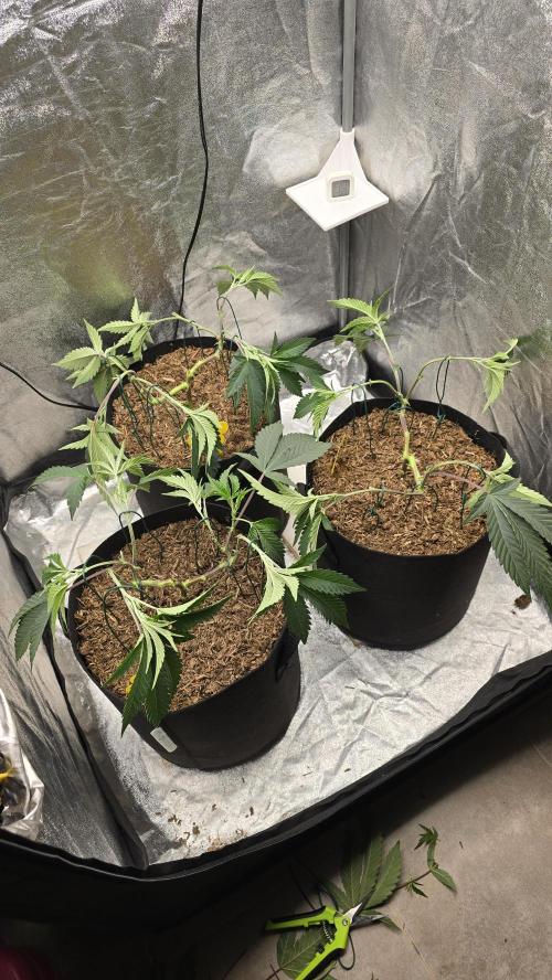 Ice Cream Cake - SeedJunkyGenetics. Week 7