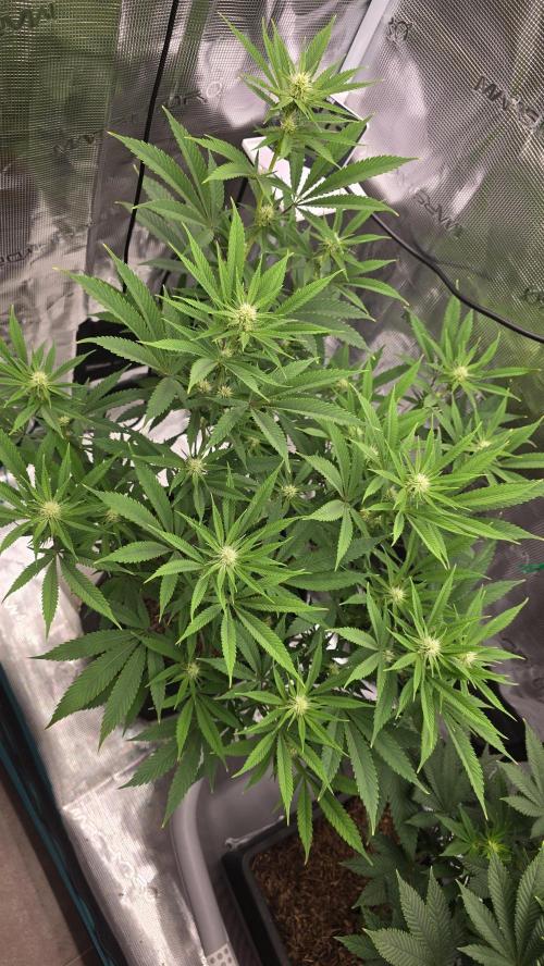 Oreoz Steckling. Week 12