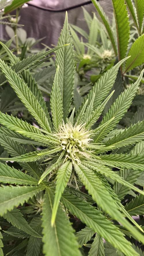Oreoz. Week 12