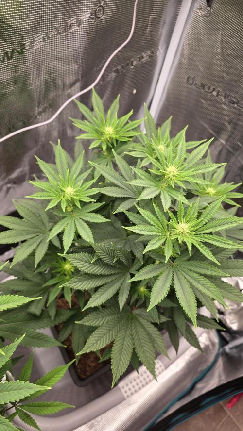 Lockdown Kush. Week 10