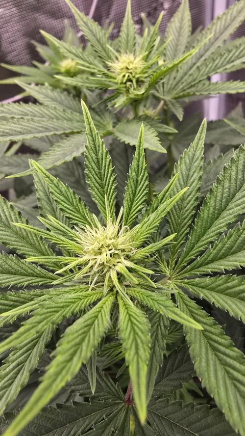 Lockdown Kush. Week 10
