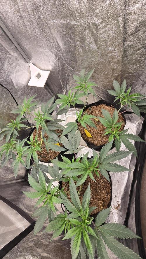 Ice Cream Cake - SeedJunkyGenetics. Week 8