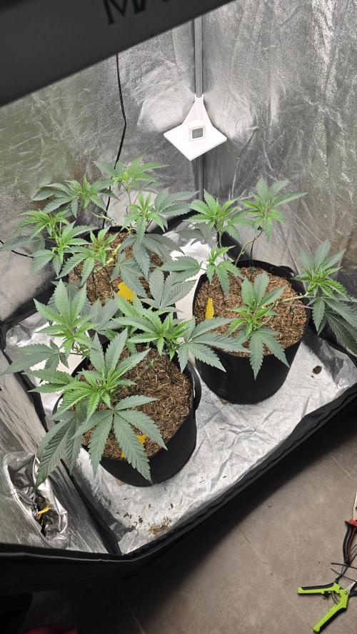 Ice Cream Cake - SeedJunkyGenetics. Week 8