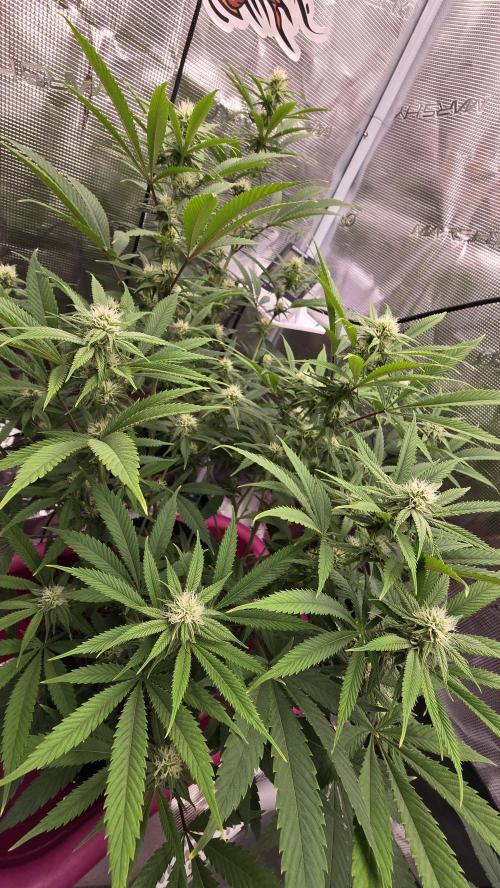 Oreoz Steckling. Week 12