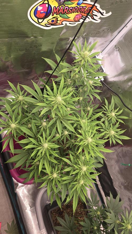 Oreoz Steckling. Week 12