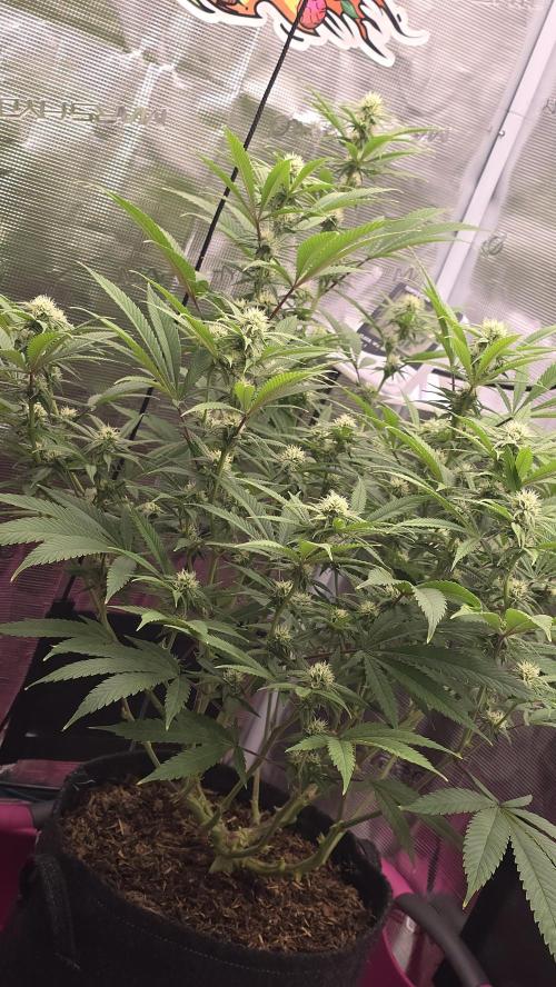 Oreoz. Week 12