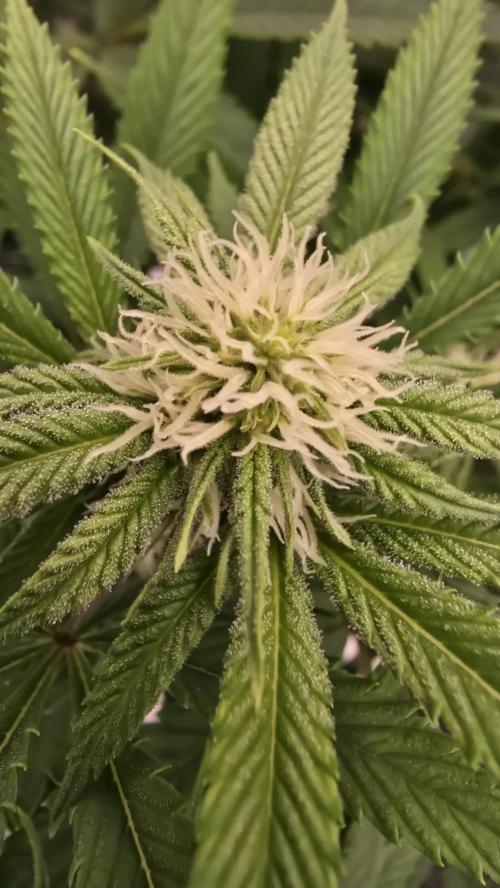 Oreoz. Week 12