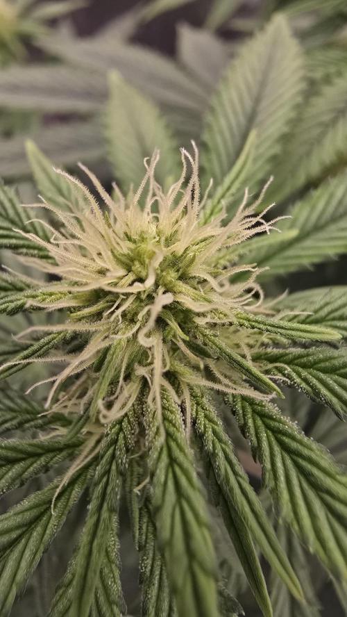 Lockdown Kush. Week 10