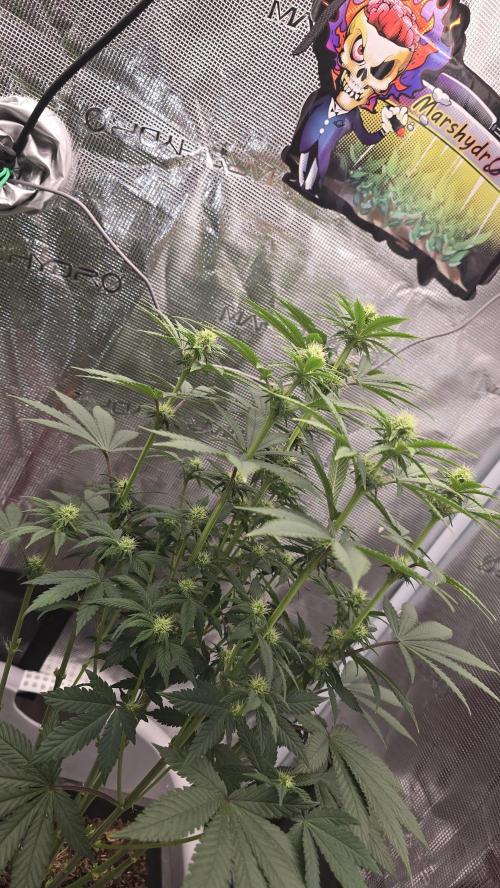 Lockdown Kush. Week 10