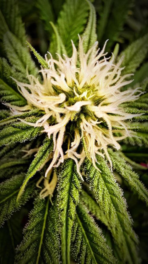 Oreoz Steckling. Week 13