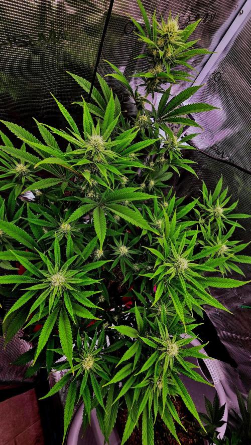 Oreoz. Week 13