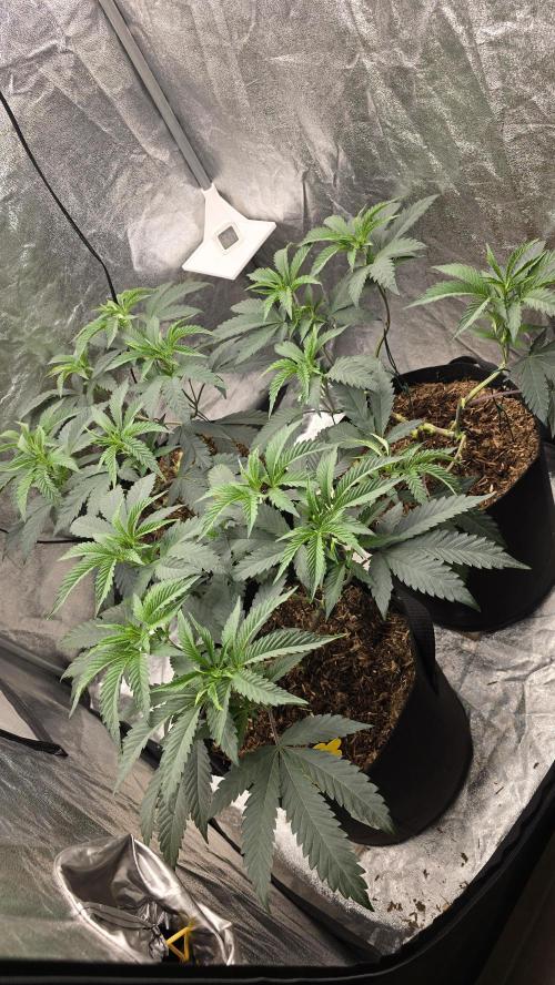 Ice Cream Cake - SeedJunkyGenetics. Week 9